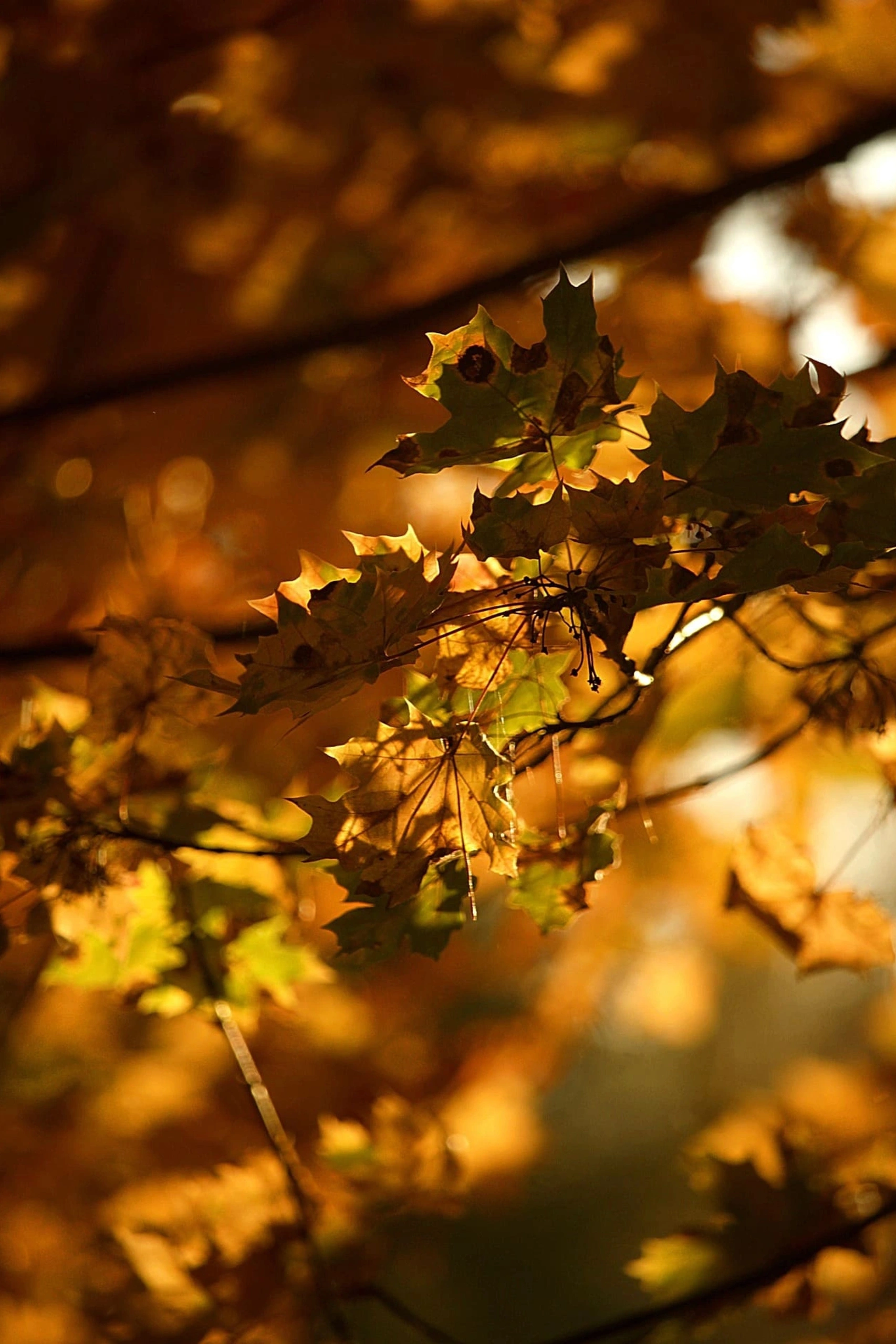 Bosco in autunno al Pianeta Verde