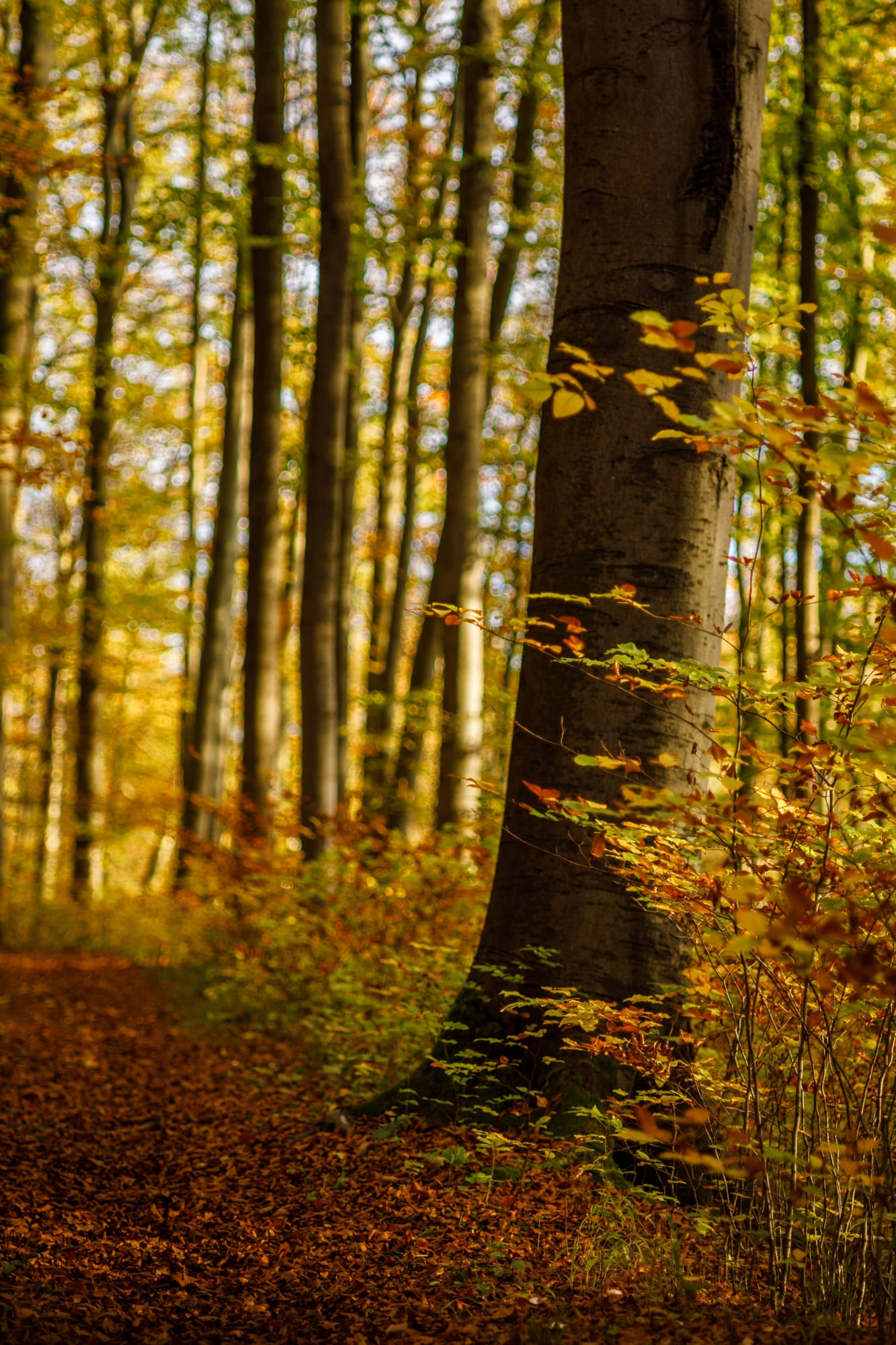 Bosco in autunno (4)